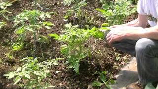 How to Maintain Tomato Plants [upl. by Yzdnil]