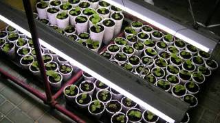 How To Germinate And Start Tobacco Seeds [upl. by Aicnatsnoc]