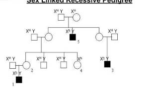 Sex Linked Recessive Pedigree [upl. by Bartolemo903]