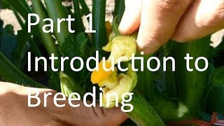 Breeding Cucurbit Vine Crops An Introduction [upl. by Desmond798]