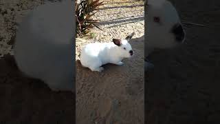 Rabbit Farming In Zimbabwe California White Breed [upl. by Laehctim]