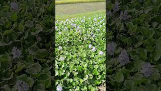 কচুরিপানাshortvideo nature shorts field  village water hyacinth [upl. by Caassi]