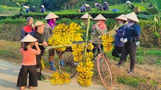 Dwarf Family Harvesting Bananas amp Ripens Them Underground  Sell to Kind Villagers  Harvesting joy [upl. by Judie]