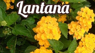 Lantana  Camara [upl. by Muryh]