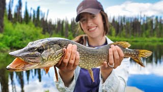 Summer at the Remote Cabin  Northern Pike Fishing in Alaska [upl. by Kram171]