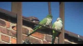 Quaker Parrots Frolic in Freezing Cold [upl. by Arnuad11]