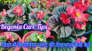 Begonia plant Care Tips In WinterLBegonia Care Tipsविंटर में बिगोनिया प्लांट की देखभाल कैसे करें [upl. by Willetta]