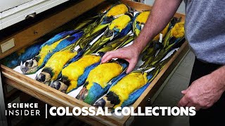 Why Over 600000 Bird Specimens Are Preserved At The Smithsonian  Colossal Collections [upl. by Bouchard]