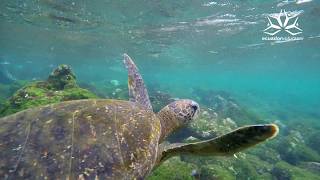 Voluntariado y Liderazgo en las Islas Galápagos [upl. by Meyeroff945]