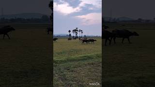 nature farming village duck buffalo mountains [upl. by Nij]