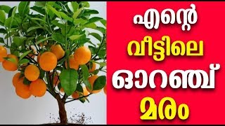 വീട്ടിൽ ഓറഞ്ച് വളർത്താം എളുപ്പത്തിൽ  How to grow Orange at Home [upl. by Berri]