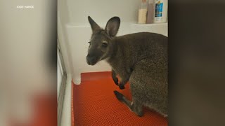 Pet wallaby found after going missing from backyard owner says [upl. by Ellingston571]