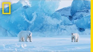 How to Photograph Polar Bears in One of the Most Extreme Places on Earth  Short Film Showcase [upl. by Ettennahs677]