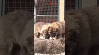 A small puppy grows over its head within 6 months dog bigdog dogs puppy pet pets doglover [upl. by Nadeen]