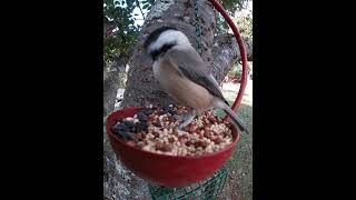 Carolina Chickadee Seed Grabs [upl. by Salli]