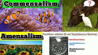 Amensalism Examples  Commensalism Examples  Population interaction Class 12 biology [upl. by Suirtimed]