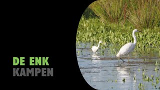 Kampen  De Enk  Reevediep 20240714  Birding NL [upl. by Baxie]