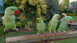 Amazing Indian Ringneck Parrots  Natural Parrot Sounds [upl. by Wallie]