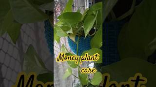 Money plant care shorts yutubeshorts moneyplant [upl. by Assilim]