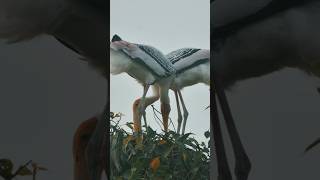 My Journey for Painted Stork Bird nature wildlife birds [upl. by Gautious418]