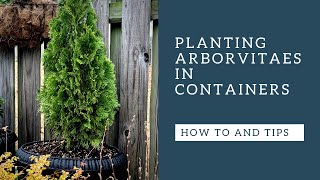 Arborvitaes  How to plant in containers [upl. by Madox]