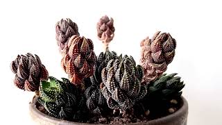 HAWORTHIA COARCTATA Short Video Overview [upl. by Nonnahsed285]