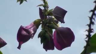 Clitoria arborea Butterfly Pea Tree [upl. by Aisorbma579]