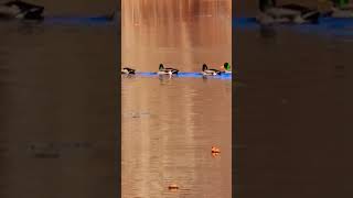 They were on a mission across the pond nature bird duck mallard wildlife [upl. by Gnep416]