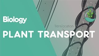 Biology  Transport of water in plant [upl. by Darby]