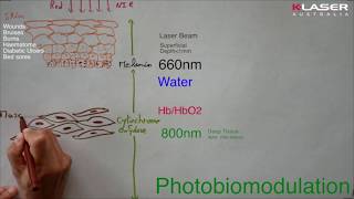 KLaser  Animation PBM Wavelengths And Chromophores [upl. by Aimehs]