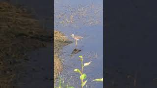 Spotted sandpiper [upl. by Aigil]