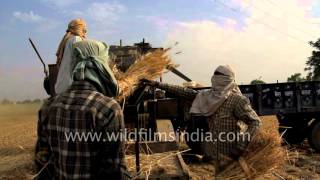 Wheat threshing captured in slow motion [upl. by Ayrolg920]