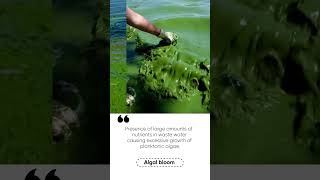 Algal bloom 12thbiology 12thzoology shorts [upl. by Syramad]