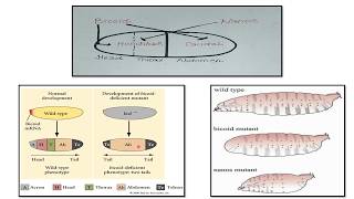 GENES REGULATING EMBRYONC DEVELOPMENT IN DROSOPHILAMATERNAL GENES  PART2 [upl. by Ennaitsirhc718]