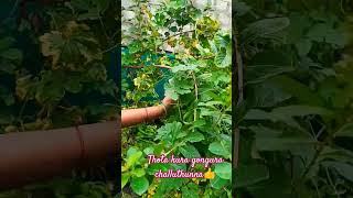 aaku kuralukuragaya mokkalu penchadam amte naaku chalaa estamlike share subscribe to my channel 🙏 [upl. by Cher]