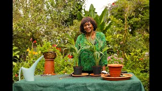 Palm Perfection A Guide to Repotting and Propagating Your Areca [upl. by Leia]