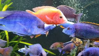 Малавийские цихлиды утака African cichlids utaka malawi Африканские цихлиды Часть 2 Part 2 [upl. by Hedley]