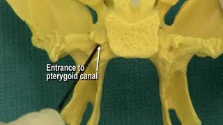 114 Step 24 Pterygoid canal and pterygopalatine fossa [upl. by Sheena]