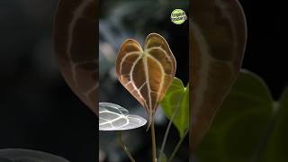 Anthurium Clarinervium amp Its Care anthurium anthuriumclarinervium anthuriumcare clarivernium [upl. by Burhans]