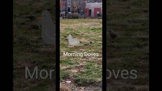 Morning Doves Bronx NY Part 1 [upl. by Langille485]