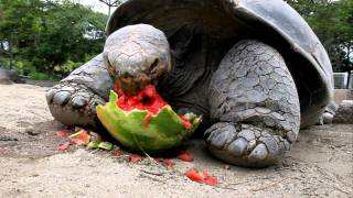 Galapagos Tortoise Cant Get Enough Watermelon [upl. by Eiggem]