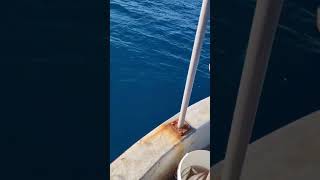 Antalya Kundu yazılı orkinos avı 👌👍 fishing [upl. by Ecirtaed]