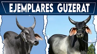 🏆 RAZA GUZERAT HERMOSOS EJEMPLARES ✅ Vacas Lecheras y Carnicas Crea tu negocio Ganadero [upl. by Donal]