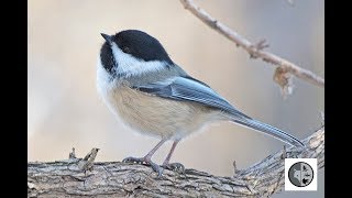 Chant de la mésange à tête noireSong of the Blackcapped Chickadee [upl. by Lucier]