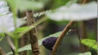 Silveryfronted Tapaculo Scytalopus argentifrons [upl. by Blaire]