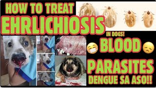 EHRLICHIOSIS  PART 1 BLOOD PARASITES  TREATMENT OF EHRLICHIABABESIALYME amp ANAPLASMA  DENGUE [upl. by Caputto37]