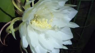 月下美人 Epiphyllum oxypetalum [upl. by Mabelle]