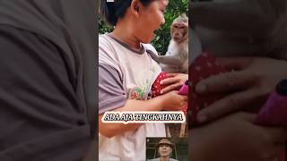 tingkahmu marai guyu monkey monyet monyetlucu humor animals hiburan cat [upl. by Winters350]