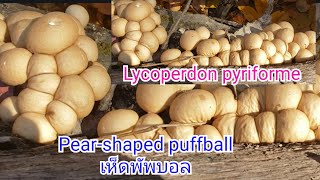 เห็ดพัพบอล เห็ดตะปู้ขอนในวันอากาศติดลบ ทอดกรอบหอมๆ Lycoperdon pyriforme recipe Pearshaped puffball [upl. by Nwahsid]