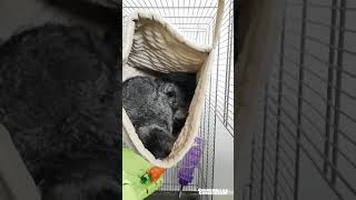 Chinchilla barking ☹  Chinchillas Chinchillin [upl. by Ho]